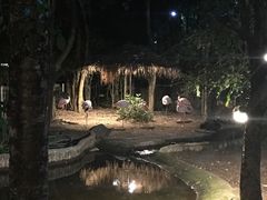 -清迈夜间动物园