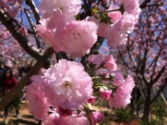 -天适樱花悠乐园