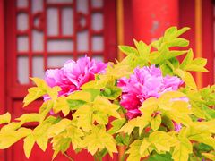 -恭王府博物馆