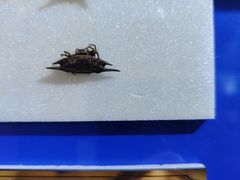 -上海昆虫博物馆