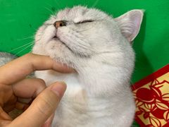 -李小姐の猫咖啡馆(五角场店)