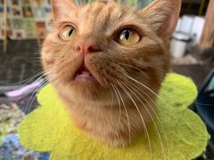 -喵屿·大理花园猫咖