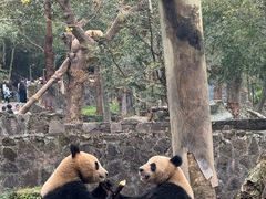 -都江堰中华大熊猫苑
