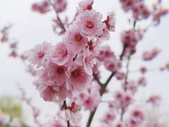 -上海滨江森林公园
