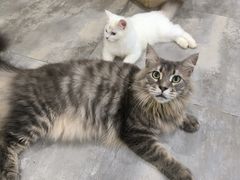-楼上猫咖(罗湖店)