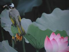 -八卦田遗址公园