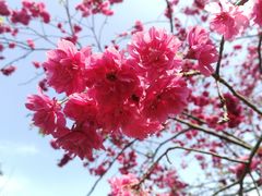 -田野绿世界