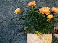 -绝城芋儿鸡(犀浦旗舰店)