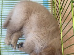 -Let's go狗咖·猫咖·奶狗·桌游(春熙路IFS店)
