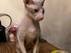-猫小院猫主题餐厅(南锣旗舰店)