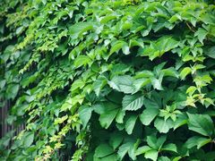 -同济大学四平路校区游泳馆