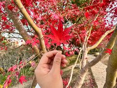 -高子水居