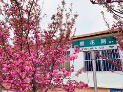 -莱阳濯村樱花园