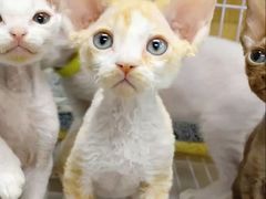 -70cat德文卷毛猫·缅因猫纯种猫舍
