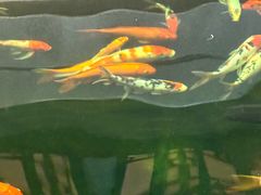 -龙悦湾酒家·八阵鱼生·渔人码头店