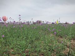 -荷兰花海
