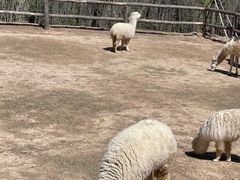 -青藏高原野生动物园
