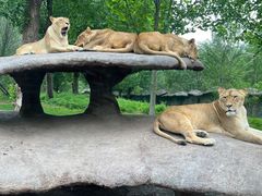 -北京野生动物园