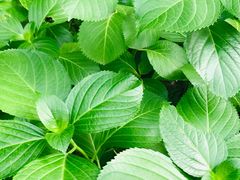 -璐坊粽王(复兴中路店)