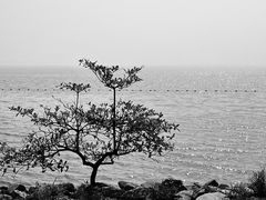-深圳湾公园(南山区)