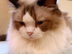 -滚猫咖啡·猫咖·猫友好撸猫(未来城店)