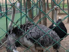 -大连铭湖国际观光牧场