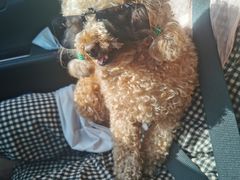 -宠福鑫康馨动物医院·骨科·眼科