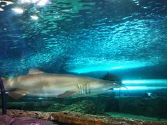 -悉尼海洋生物水族馆