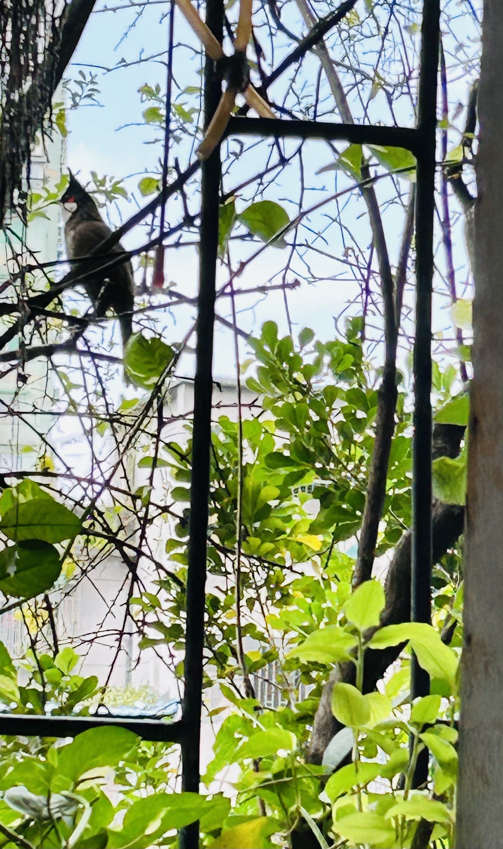 树梢上的小鸟们