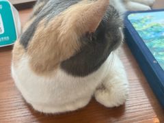 -有猫主题·治愈系猫咖(曾厝垵店)