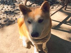 -柴犬高等学院·狗咖·柴犬售卖·宠物训练