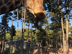 -清迈夜间动物园