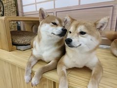 -柴源莊·柴小宠柴犬咖啡