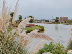 -荷兰花海