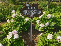 -洛阳市隋唐城遗址植物园