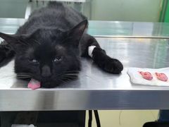 -瑞派动物医院·猫专科·至诚(江南中分院)