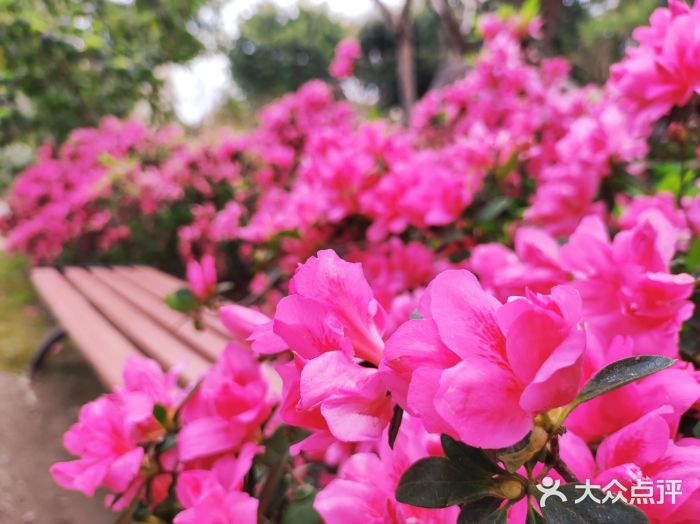琴亭湖公园图片