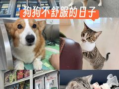 -派美特宠物医院·核磁CT·骨科肿瘤·疑难转诊(沈农禾丰店)