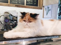 -吉丁鸟咖·异宠·寄养