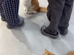 -Heymao猫咖.咖啡厅(东门店)