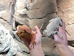 -帕帕拉兹宠物(亚洲旗舰店)