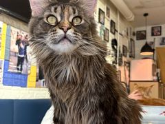 -平行世界·猫咖(首经贸店)