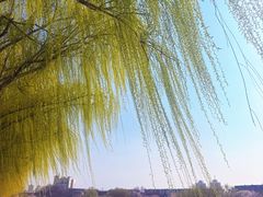 -桃花堤公园