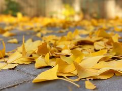 -三里屯东五街银杏大道