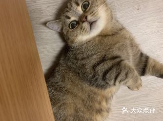 小橘猫找到主人了,就来晒晒猫吧,图一是我家的老大