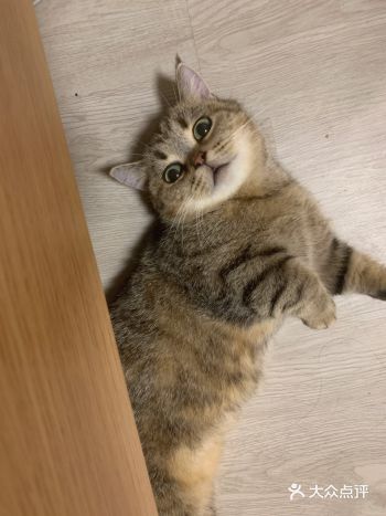 小橘猫找到主人了,就来晒晒猫吧,图一是我家的老大