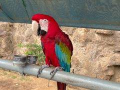 -西霞口神雕山野生动物世界