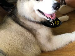 -Husky Go! 哈士奇体验馆·宠物咖啡厅狗咖
