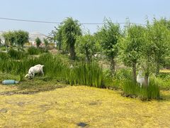 -同銮特种养殖场·龙虾垂钓