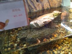 -宠物世家(仲盛世界商城店)